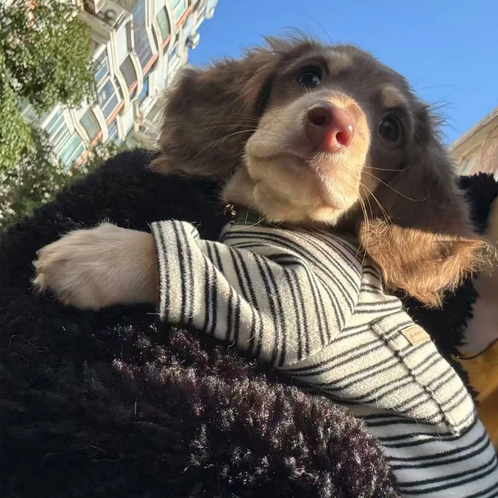 Camisa con bolsillo para perro salchicha – suave rayas otoño primavera - imagen 2