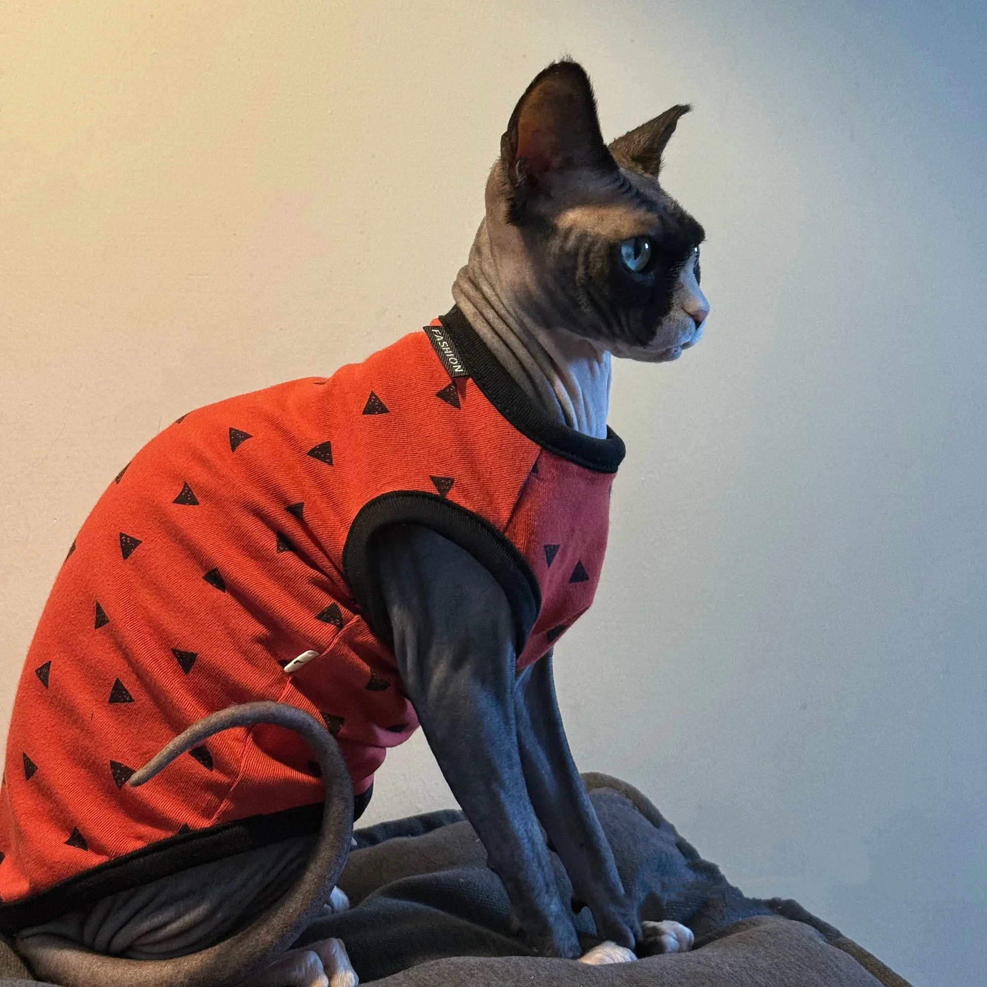 Chaleco suave para gatos Sphynx y Devon Rex - Ropa de primavera y otoño - imagen 4