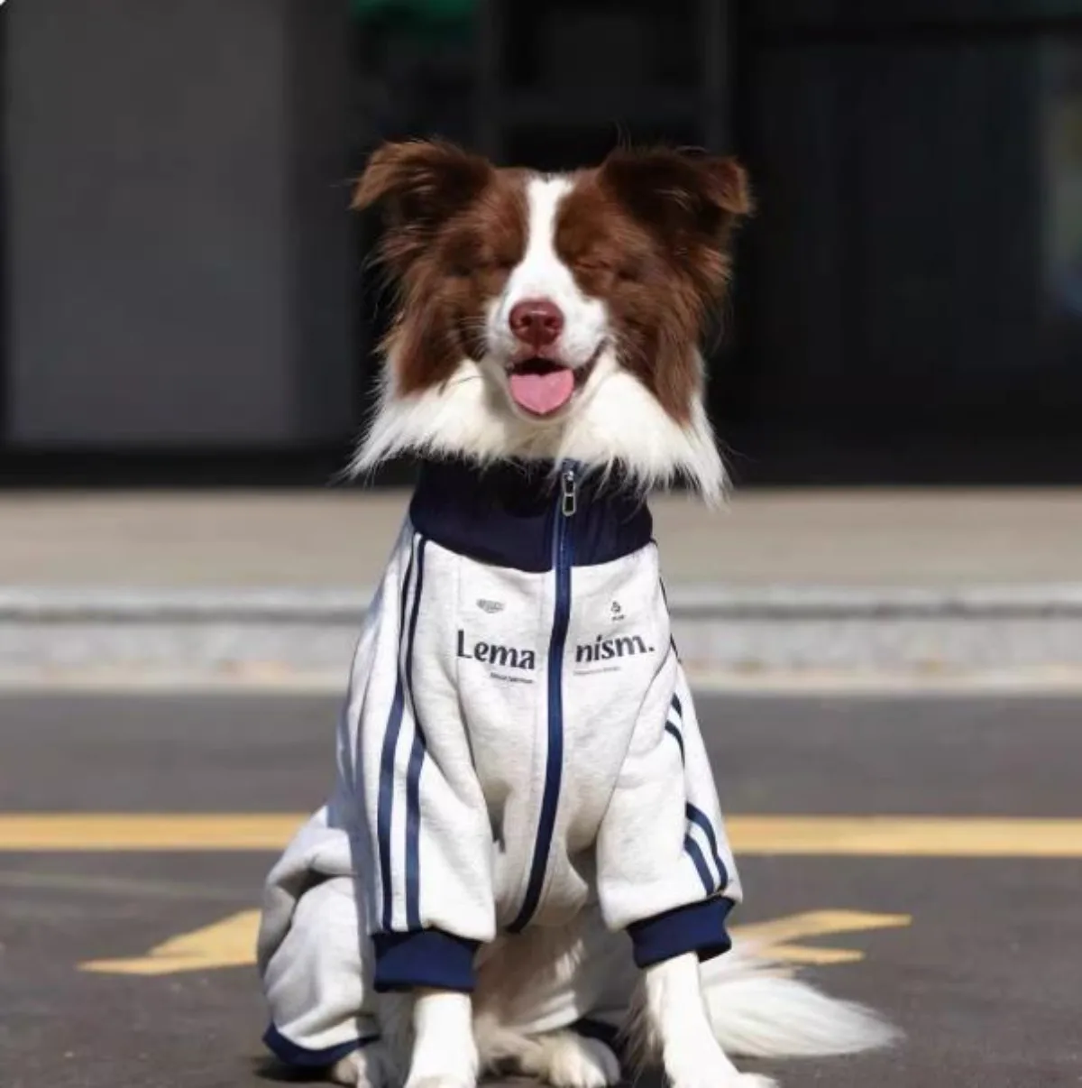 Abrigo impermeable para Bulldog Francés – Cálido y resistente al frío - imagen 4