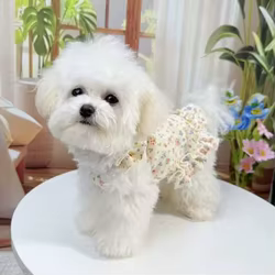 Conjunto verano para perros y gatos – Vestido falda chaleco