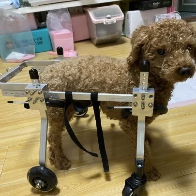 Silla de ruedas ajustable para perros con soporte y movilidad - imagen 4