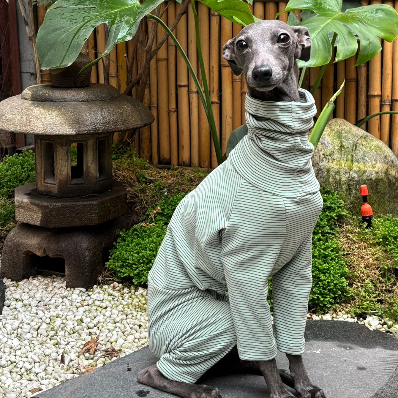 Ropa cálida de galgo italiano, moda de terciopelo a rayas, suave y cómoda, Sudadera con capucha de Raya verde para perro, ropa para el hogar - imagen 2