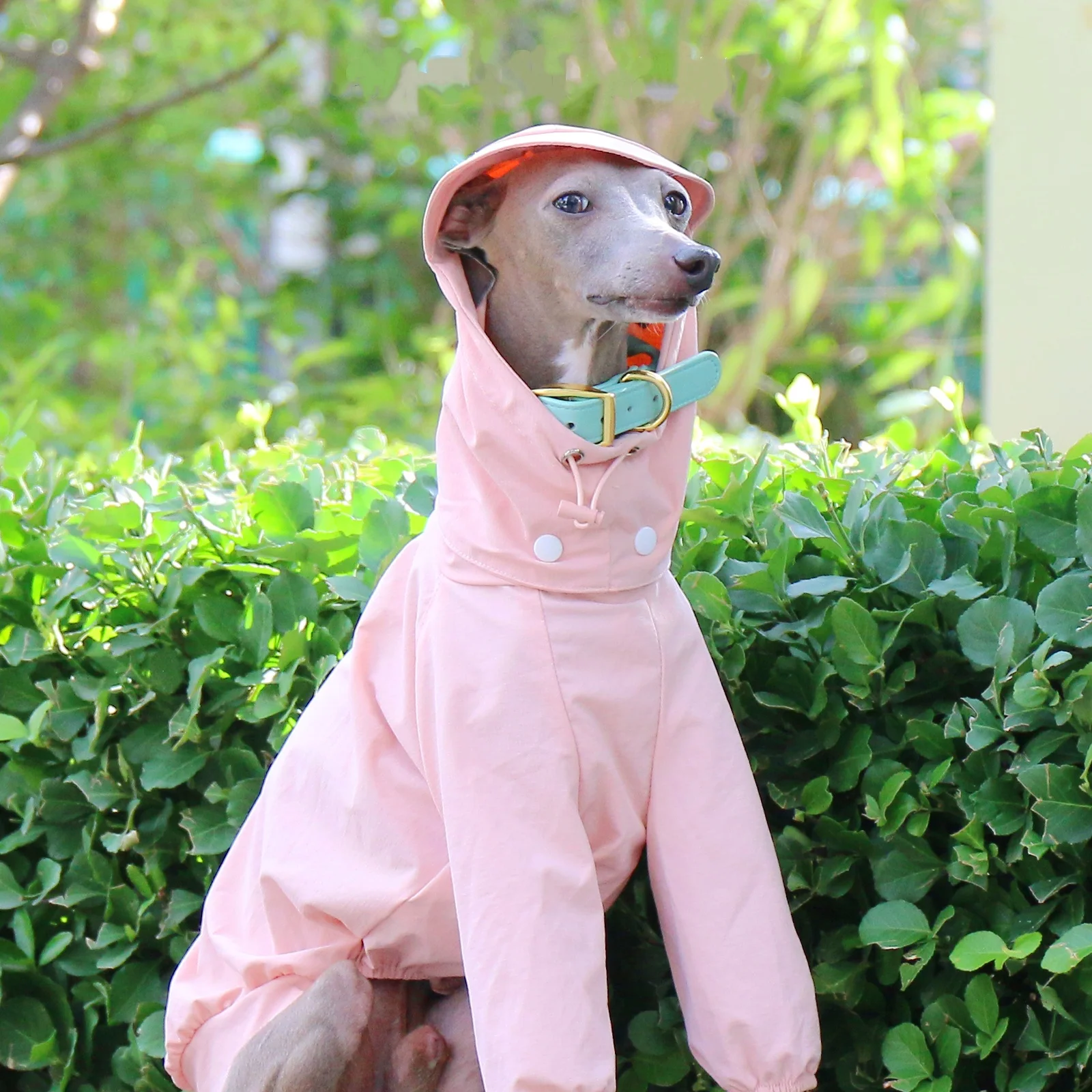 Ropa para perros para exteriores, impermeable con capucha de protección solar gris de verano para galgo italiano, abrigo elástico rosa para Whippet en pring - imagen 3