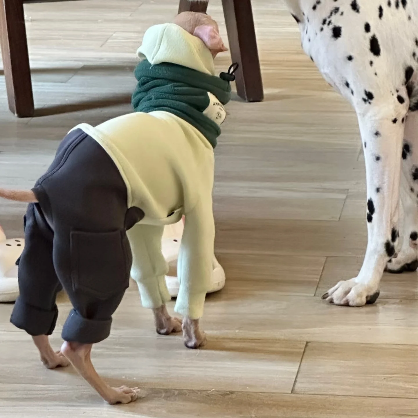 Sudadera con capucha para galgo italiano y whippet – Abrigo cálido - imagen 4