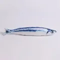 Saury