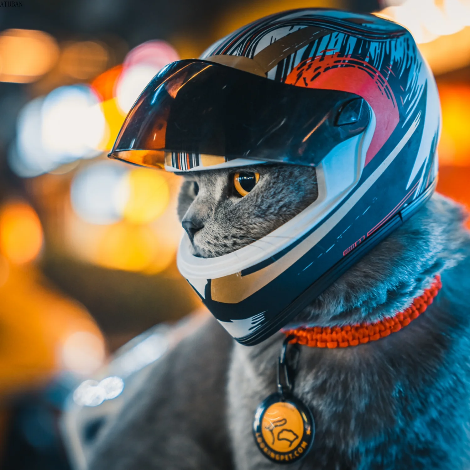 Cascos para mascotas DIY, casco para gatos, casco para perros, mini gorro seguro para proteger la cabeza al aire libre, accesorios para fotos de mascotas, mini casco de motocicleta - imagen 5