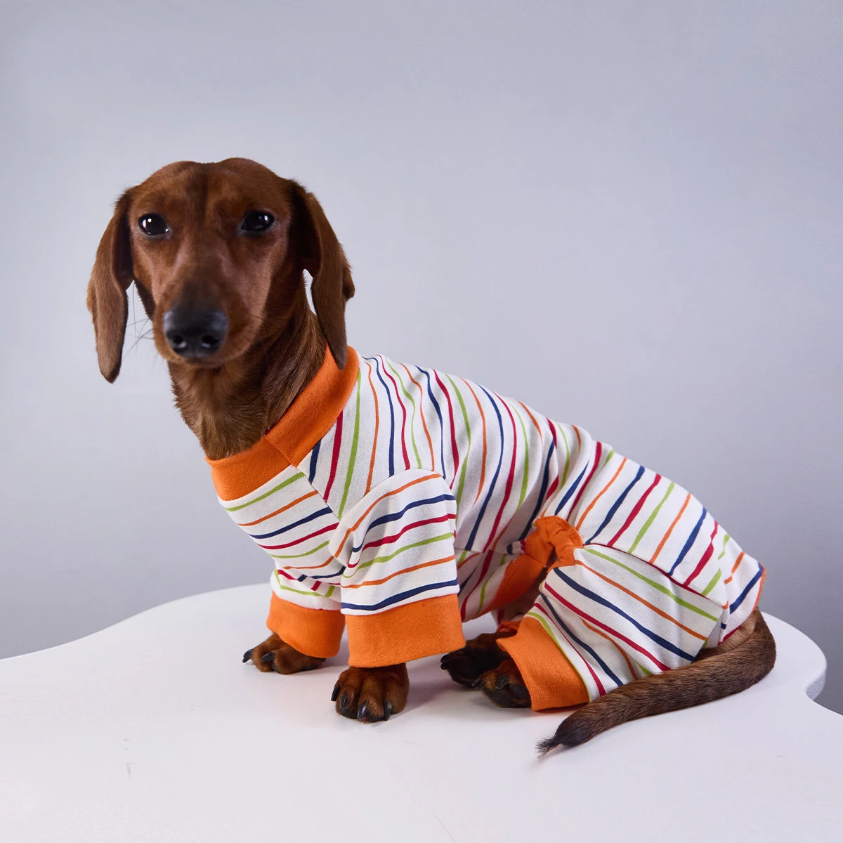 Sudadera a rayas para perro Dachshund – ropa primavera y otoño - imagen 2