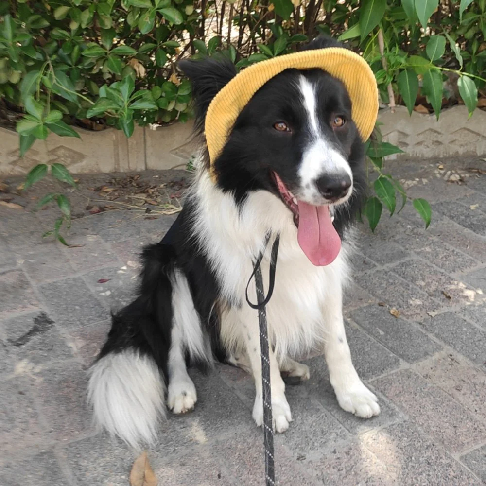 Gorro solar anti-UV para perros – Ajustable y transpirable - imagen 5