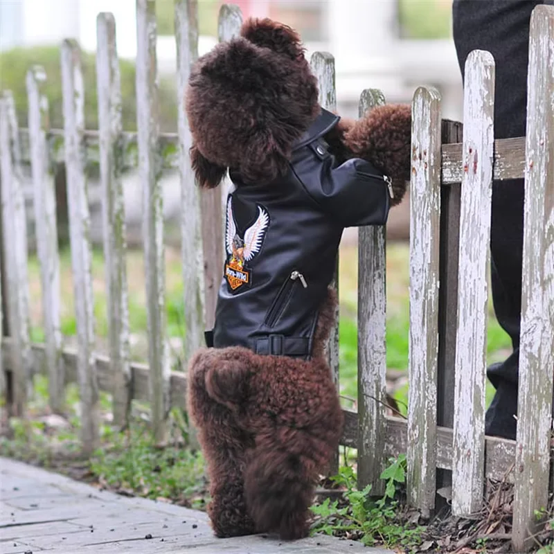 Abrigo para perro pequeño águila gloriosa chaqueta cuero impermeable - imagen 5