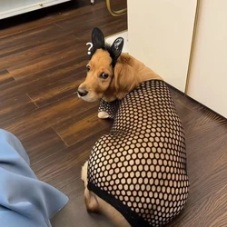 Chaleco transpirable para perros: cómodo para cachorros y adultos