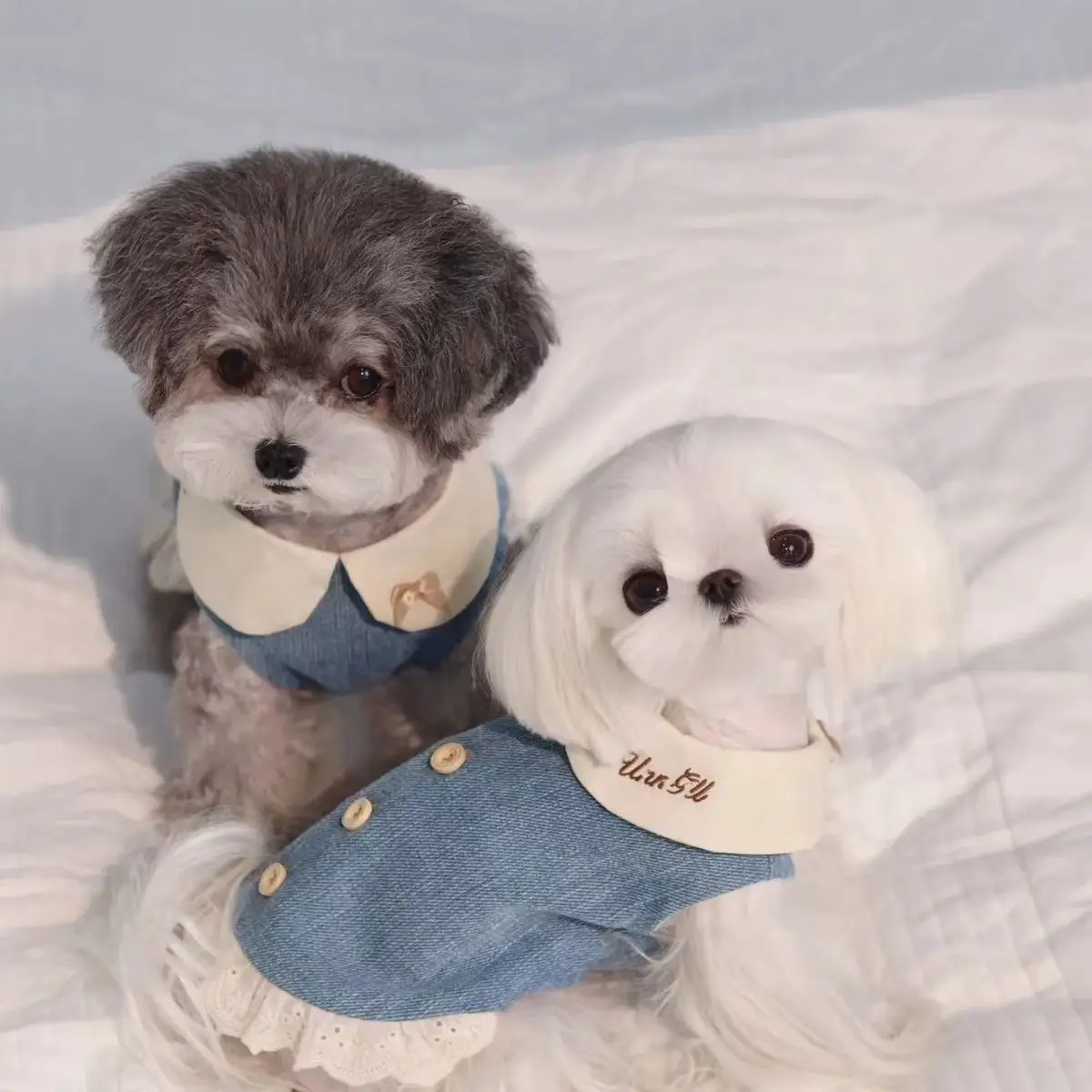 Ropa para mascotas estilo ins para primavera/verano, faldas con solapa bordadas de tela fina para perros pequeños y gatos, trajes cómodos de moda - imagen 2