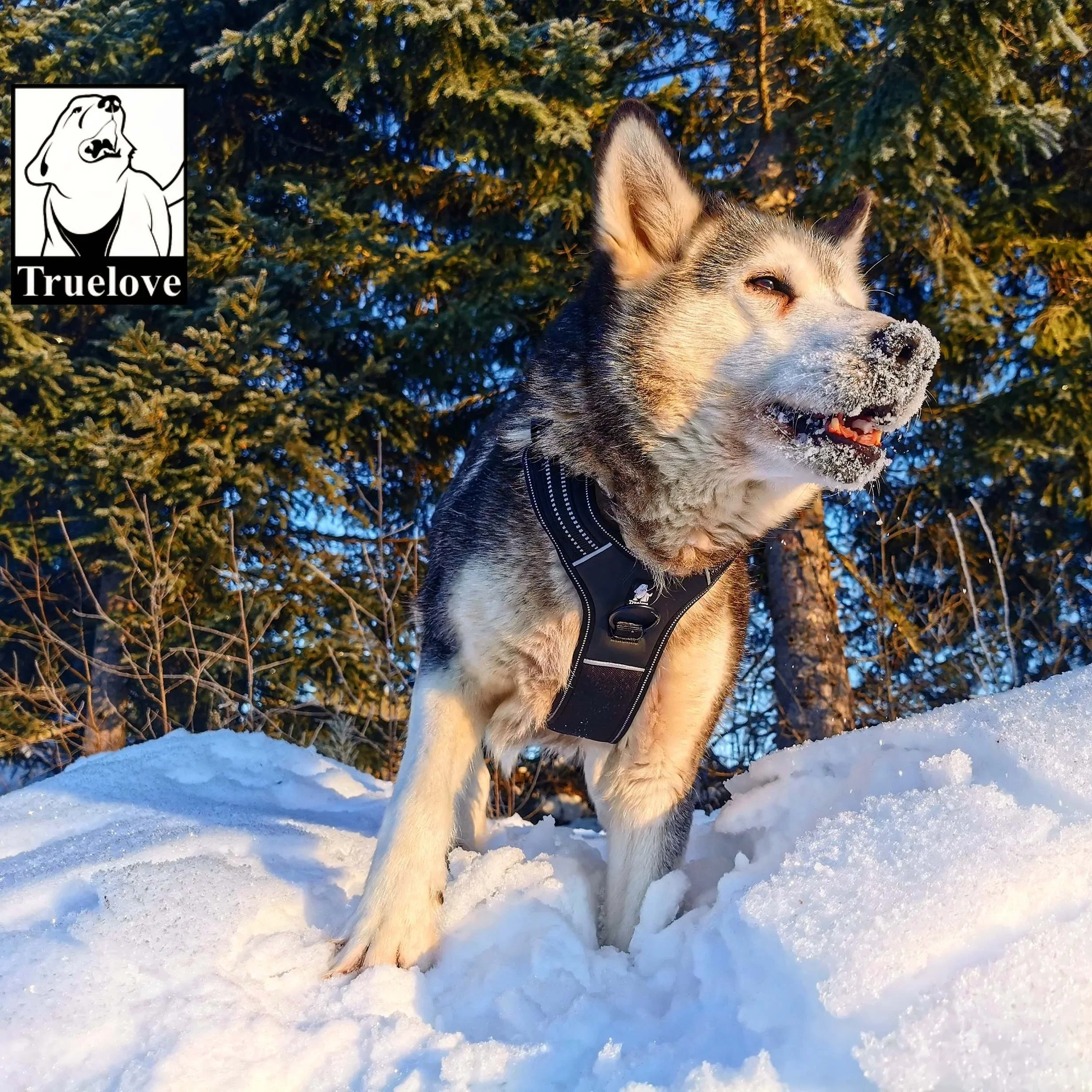 True Love Pet Juego de arnés y correa para perros ajustables sin extracción para perros medianos y grandes TLL5551 TLL2112 - imagen 2