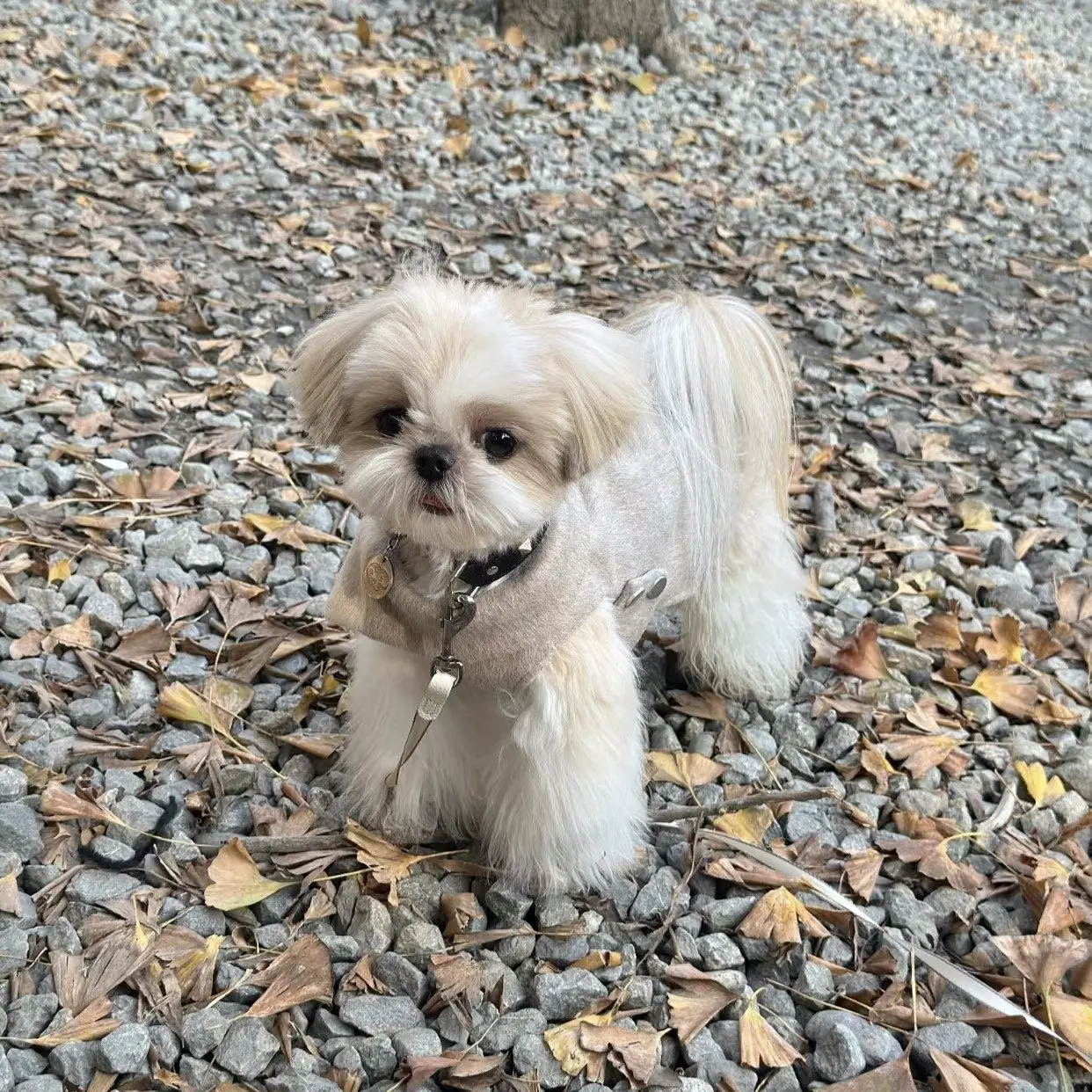 Cortavientos para perros pequeños Yorkie y Maltés – Otoño invierno - imagen 5