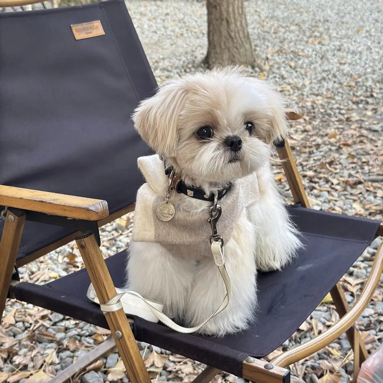 Cortavientos para perros pequeños Yorkie y Maltés – Otoño invierno - imagen 3