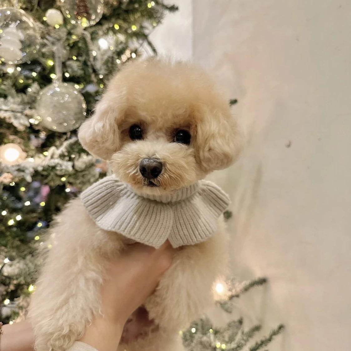 Suéter de lana suave de punto con cuello de loto de Cachemira para mascotas, abrigo de lujo para perros pequeños, ropa de invierno para gatos - imagen 4