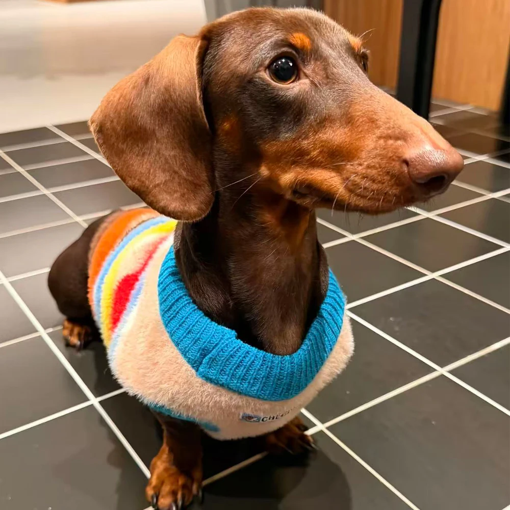 Suéter para perros Dachshund con rayas arcoíris - abrigo de invierno - imagen 4