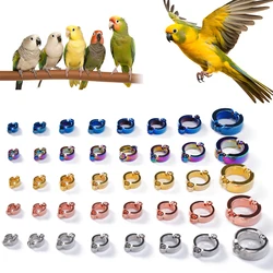 Anillos para patas de loros - entrenamiento al aire libre con aves