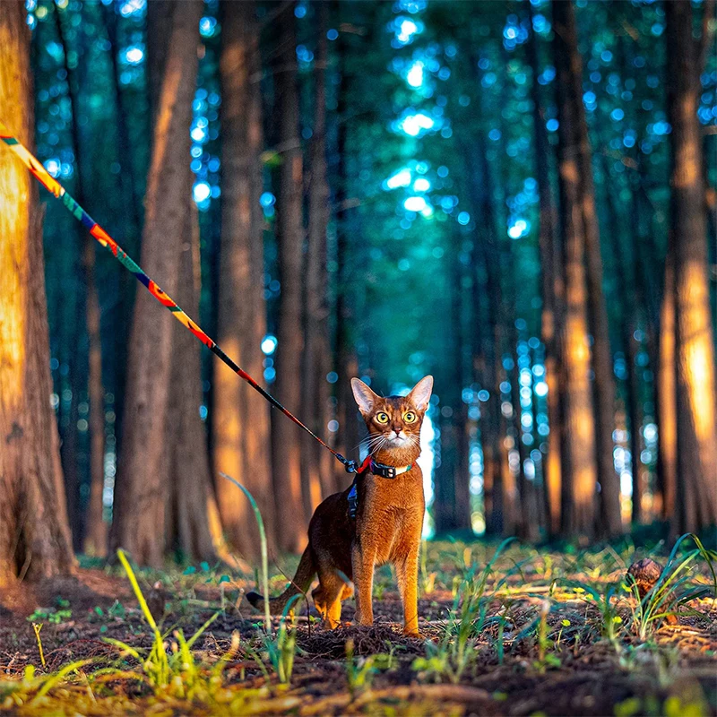 Arnés y Correa para Gatos - imagen 2