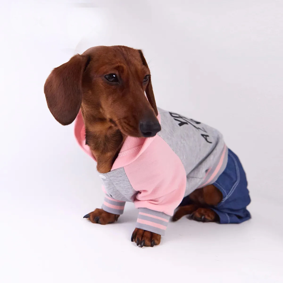 Pantalón vaquero para perros salchicha – uniforme baseball primavera - imagen 4