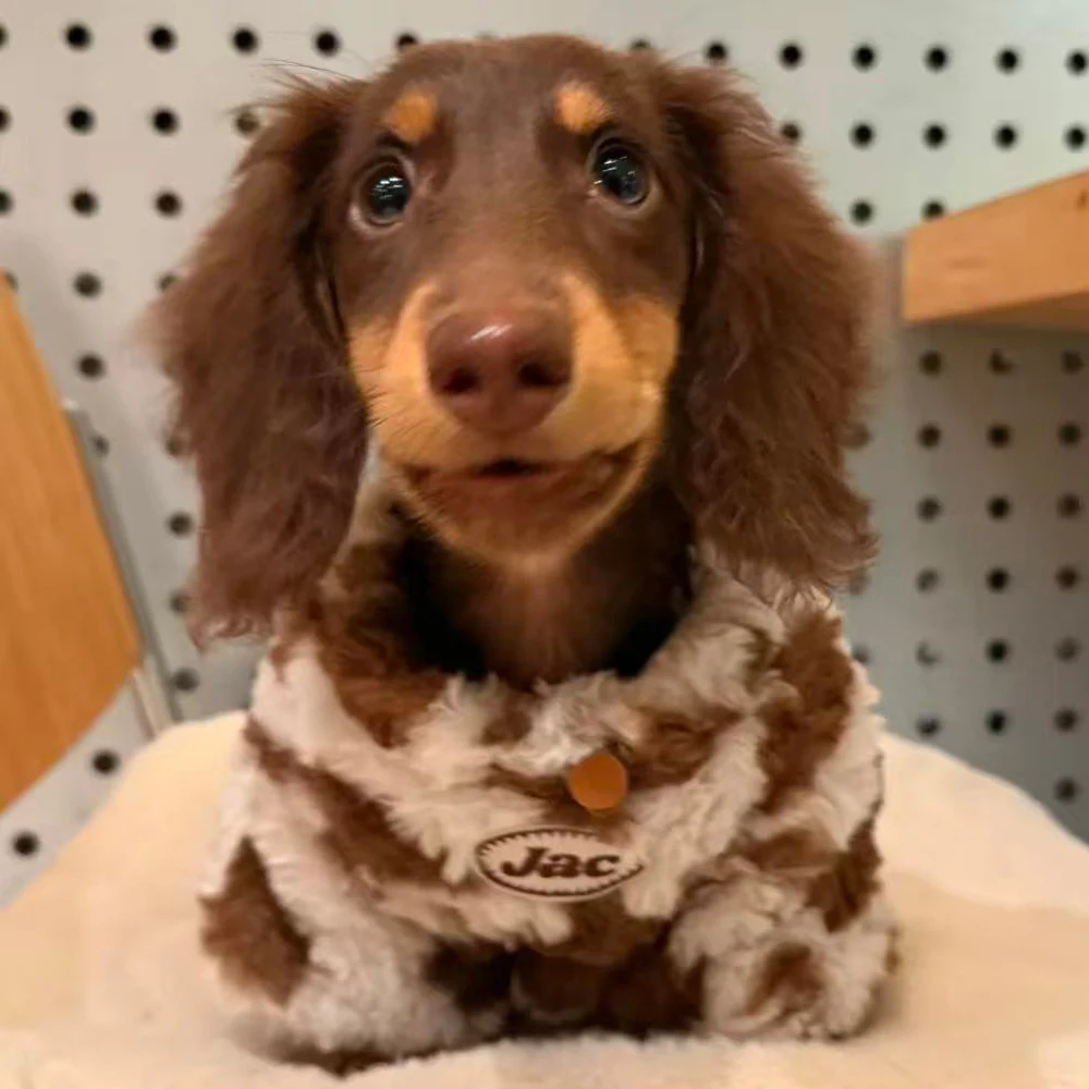 Sudadera para perro salchicha – Abrigo otoño invierno - imagen 3