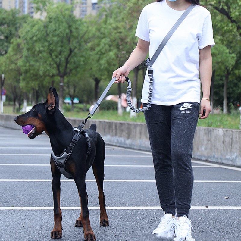 Correa Nylon Perros Elástica - uso en cachorro