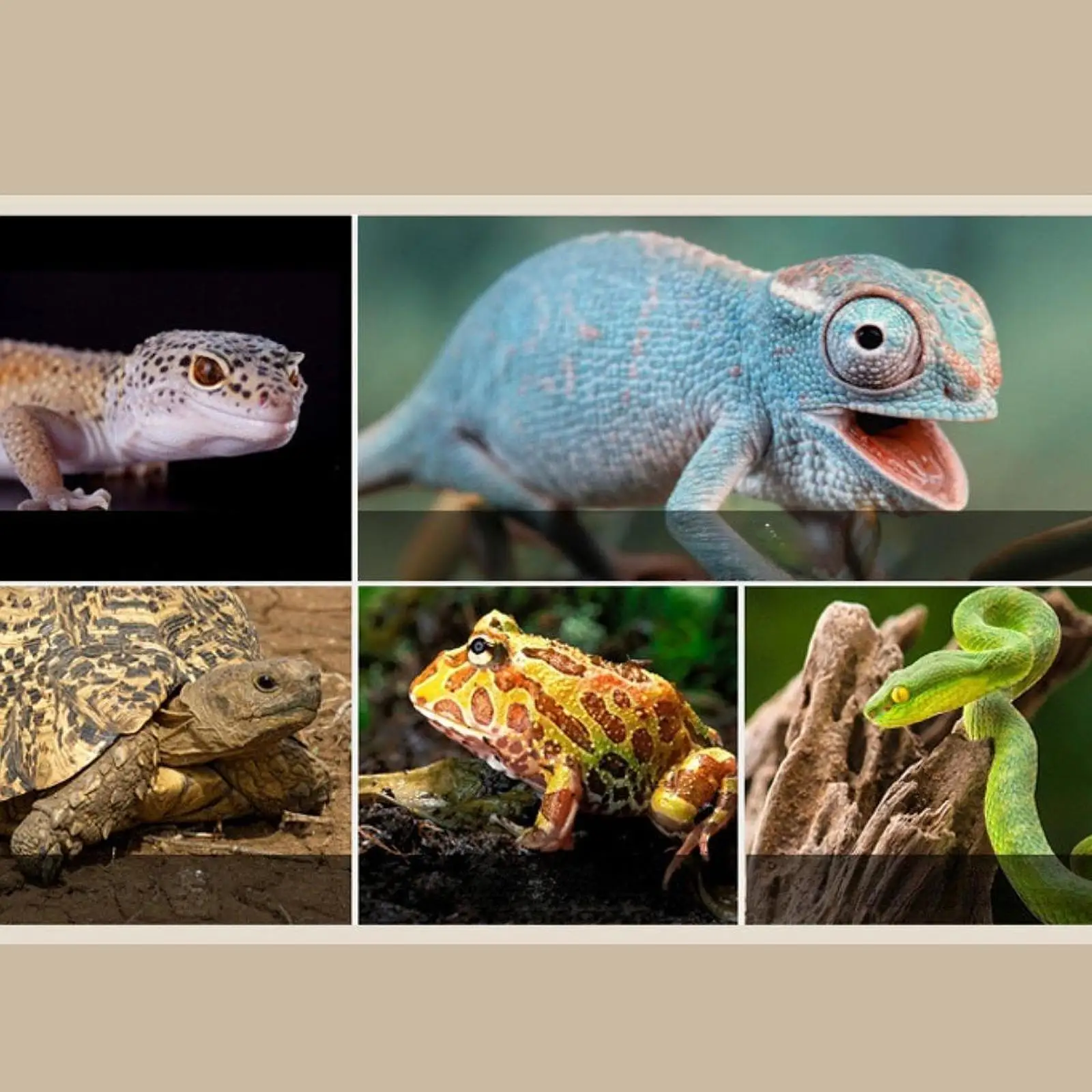 Retractable Reptile Lamp Holder Ceramic Heat Emitter E27 Reptile Accessories for Birds Chick Pet Turtle (without Bulb )