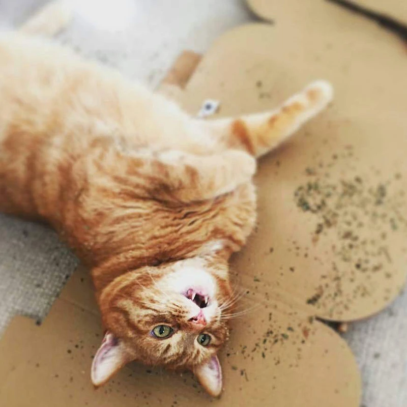 Catnip-hierba gatera orgánica Natural Premium, sabor a mentol, se puede rociar en juguetes y juguetes Catnip, 25g, 240g - imagen 3