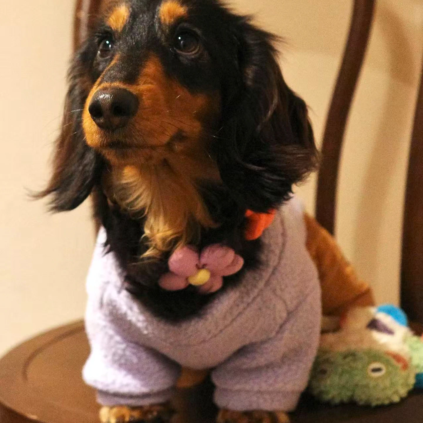 Sudadera morada para perro salchicha – Ropa suave primavera/otoño - imagen 5