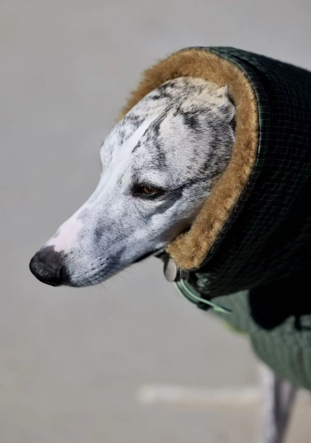 Perro usando la chaqueta en parque
