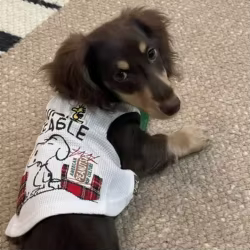 Jersey a rayas para perro salchicha Dachshund – Chaleco verano suave