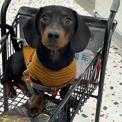 Camiseta a rayas para perros salchicha – Ropa cómoda Dachshund
