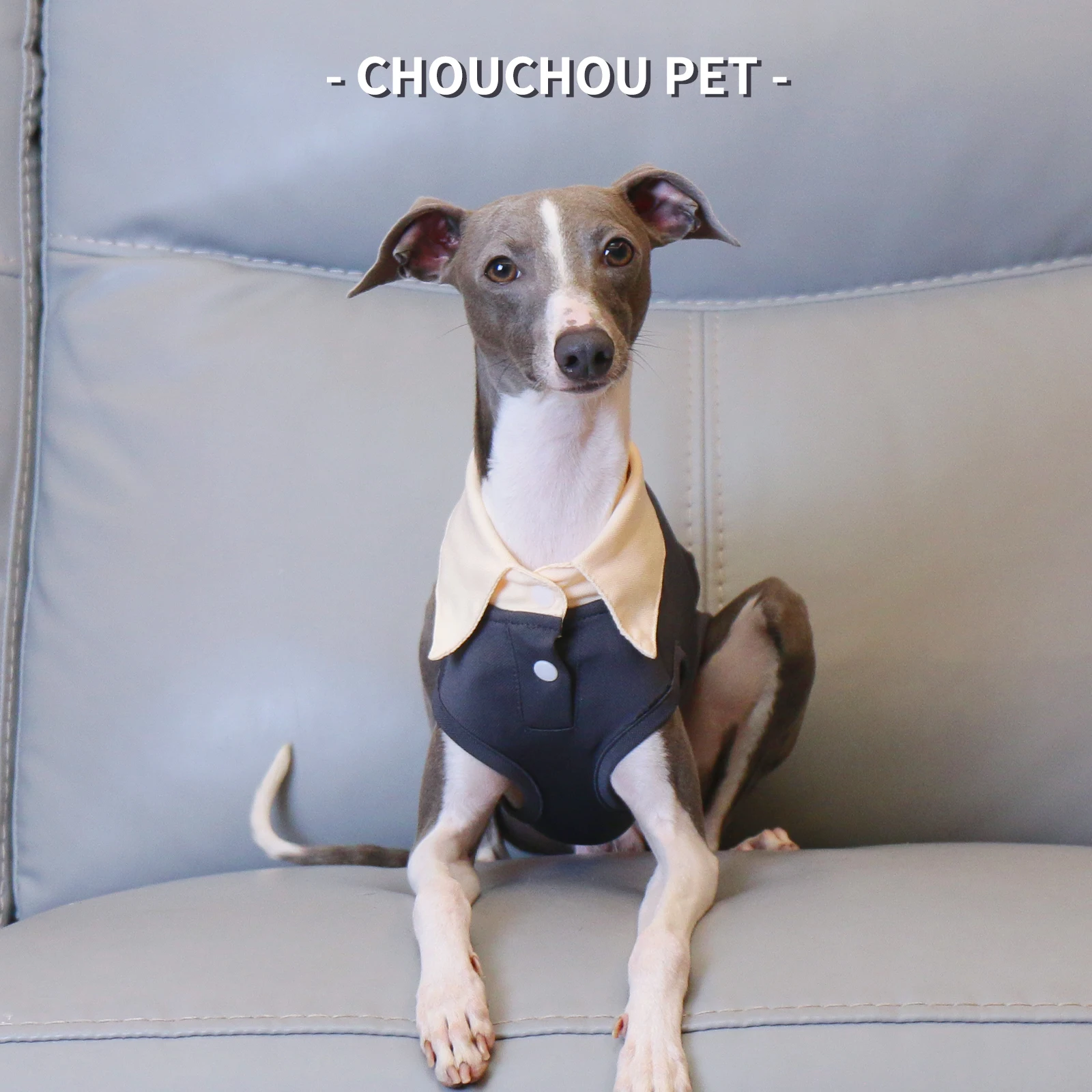 Galgo italiano Whippet Sighthound Polo de verano Camiseta para mascotas Gris - imagen 2