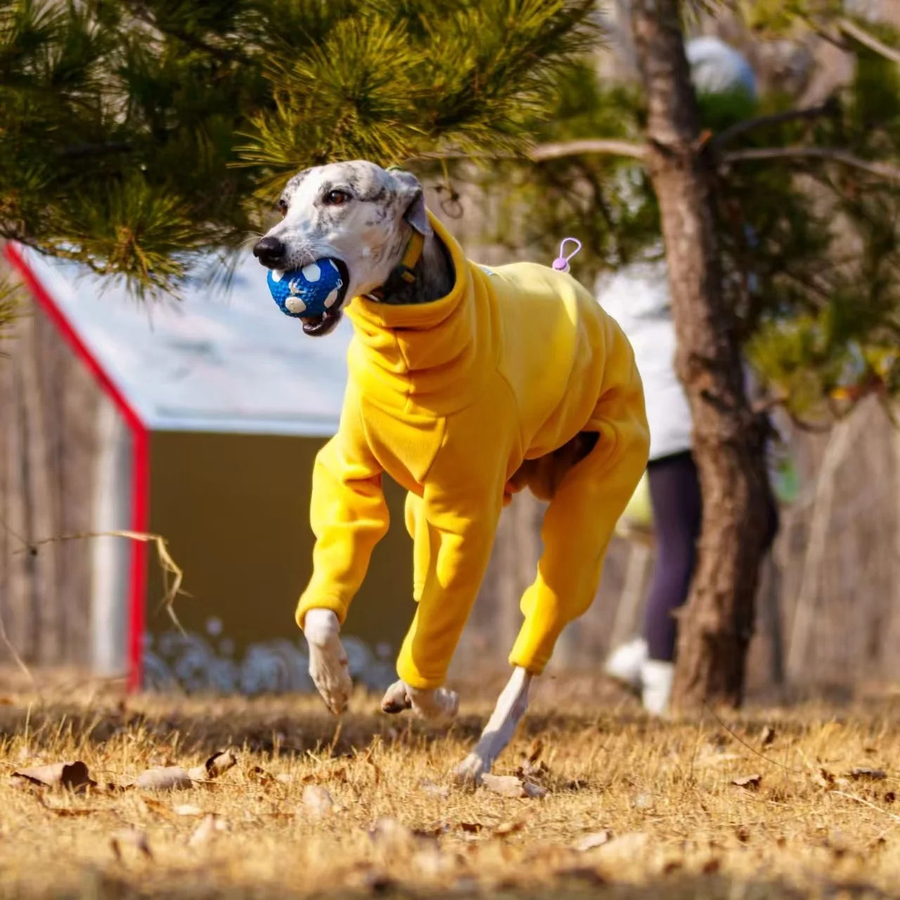 Sudadera polar para galgo italiano con abertura para correa - imagen 5