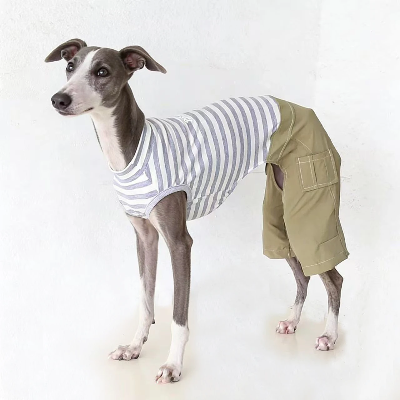 Mono de rayas algodón para Whippet y Galgo Italiano – Ropa primavera