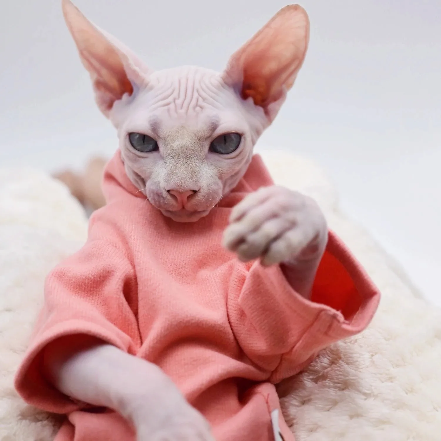 Sphynx-ropa para gato, chaleco Rosa puro sin pelo para gato, Camisa cómoda de algodón con cuello alto, abrigo para gato, ropa de calle para gatito - imagen 3