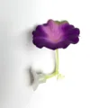 Púrpura