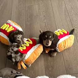 Disfraz salchicha Halloween para perros – Traje ajustables