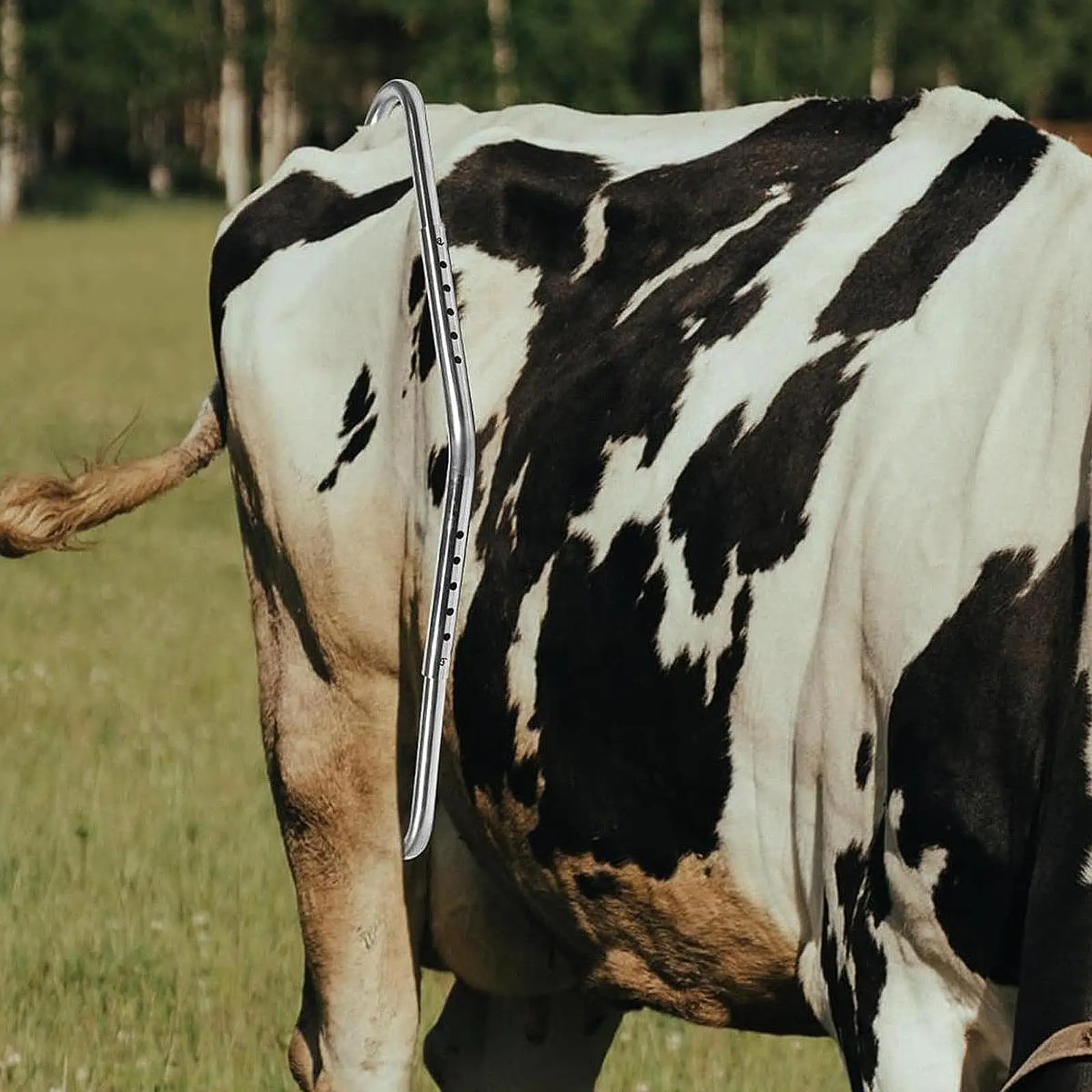 Anti Kick Off Device Tool Sturdy Easy to Use Accessories for Sheep Milking