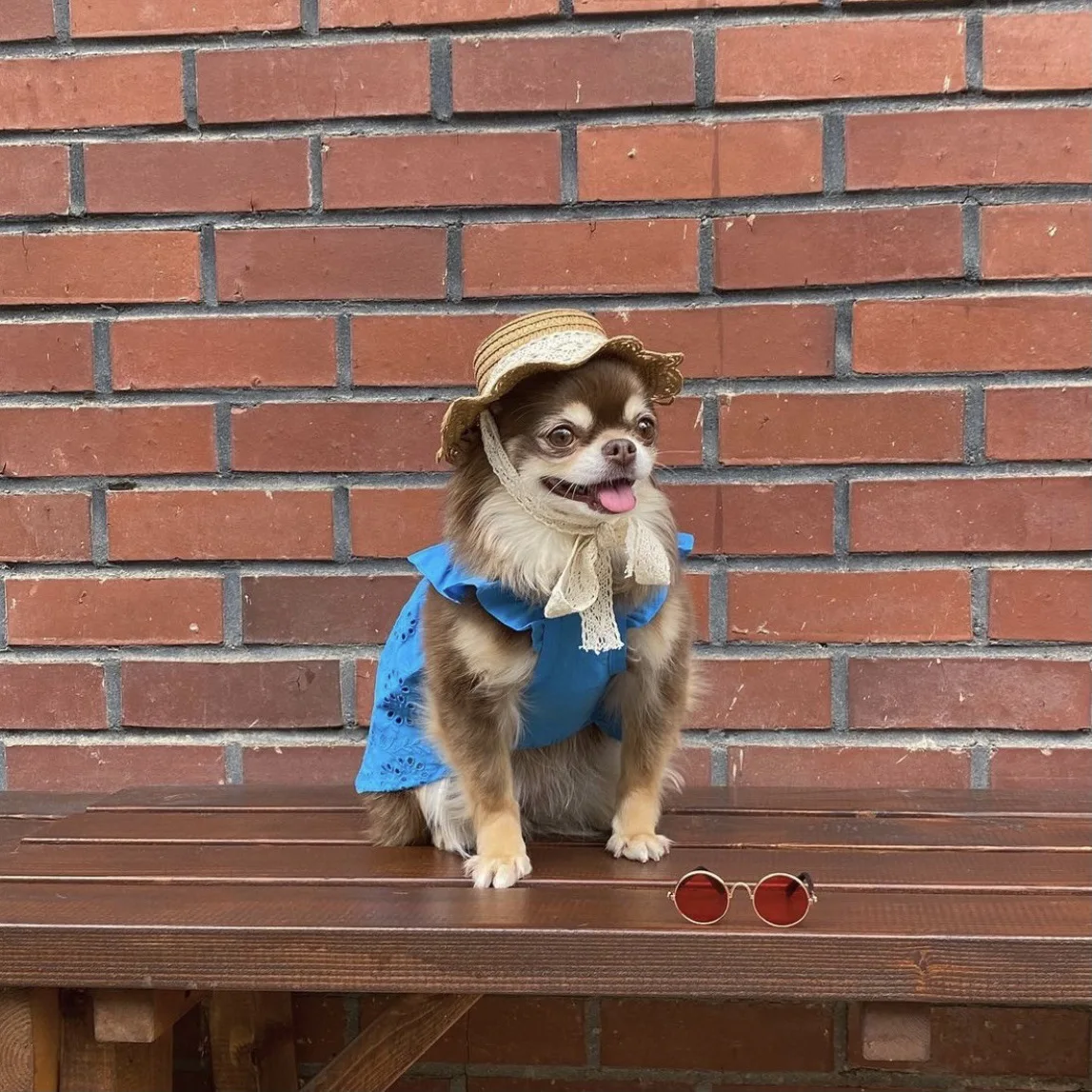 Sombrero protector solar para perro y gato, decoración de estilo Pastoral, foto, tocado, sombrilla, accesorios para perros pequeños - imagen 3