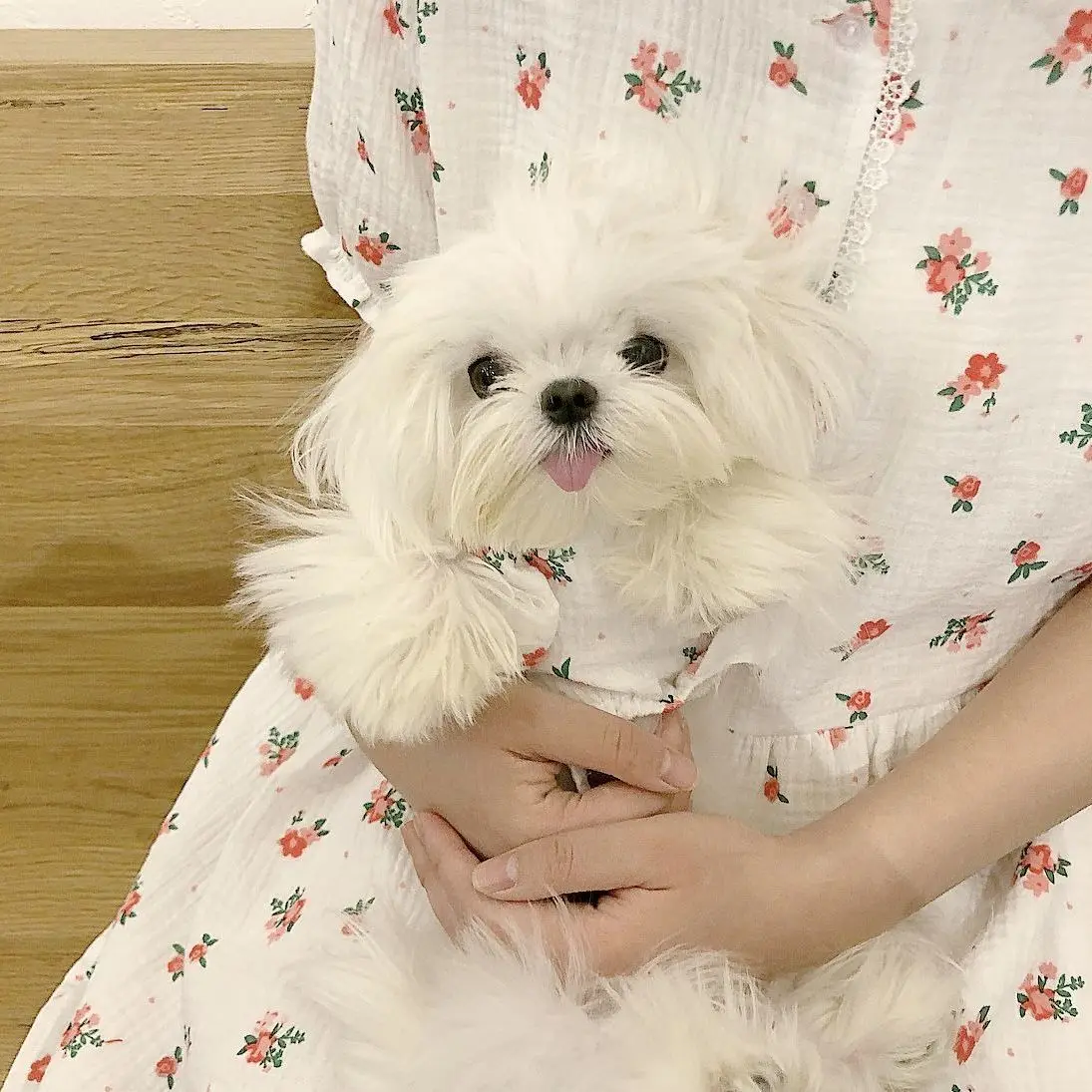 Vestido floral para perro y gato, adecuado Chihuahua - imagen 4