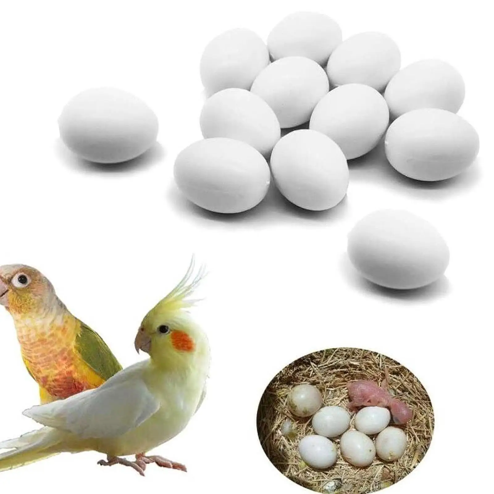 12Pcs Solid Pigeon Eggs,Artificial Eggs Easter Decoration Home Decor Dove False Eggs for Help Laying, Guiding Race Pigeons