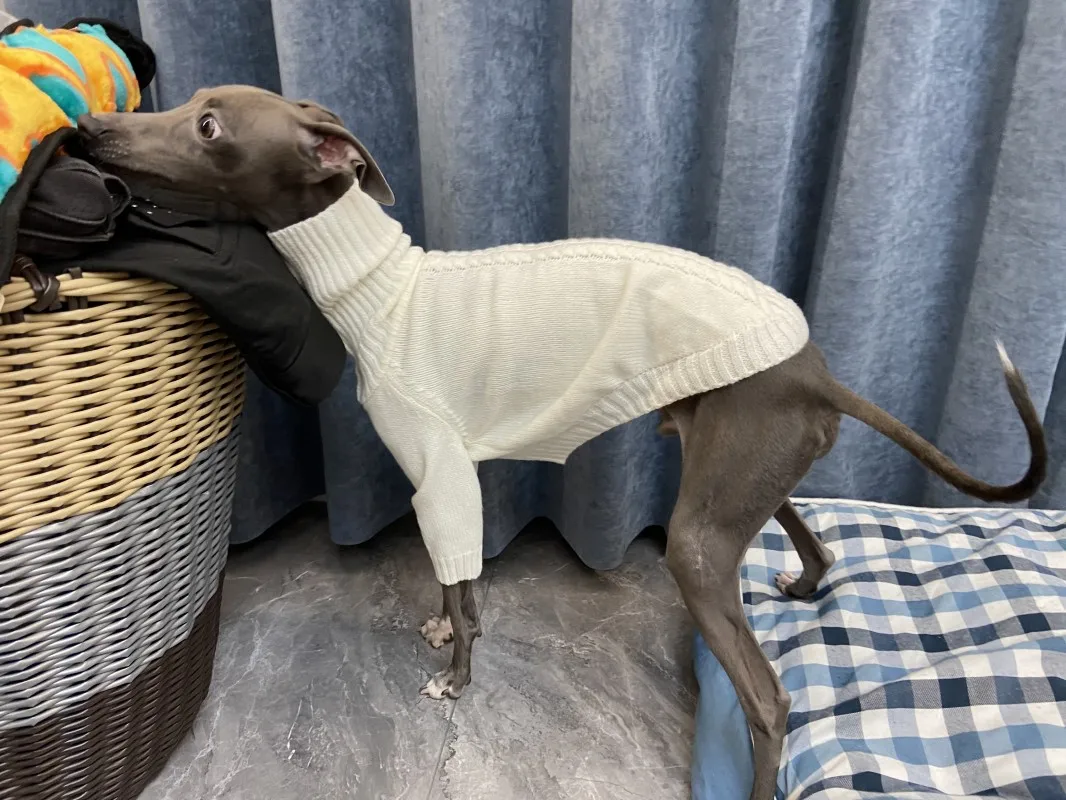 Whippet-suéter de cuello alto blanco, suave, espíritu italiano, de punto, cálido, pequeño y mediano, para invierno - imagen 2