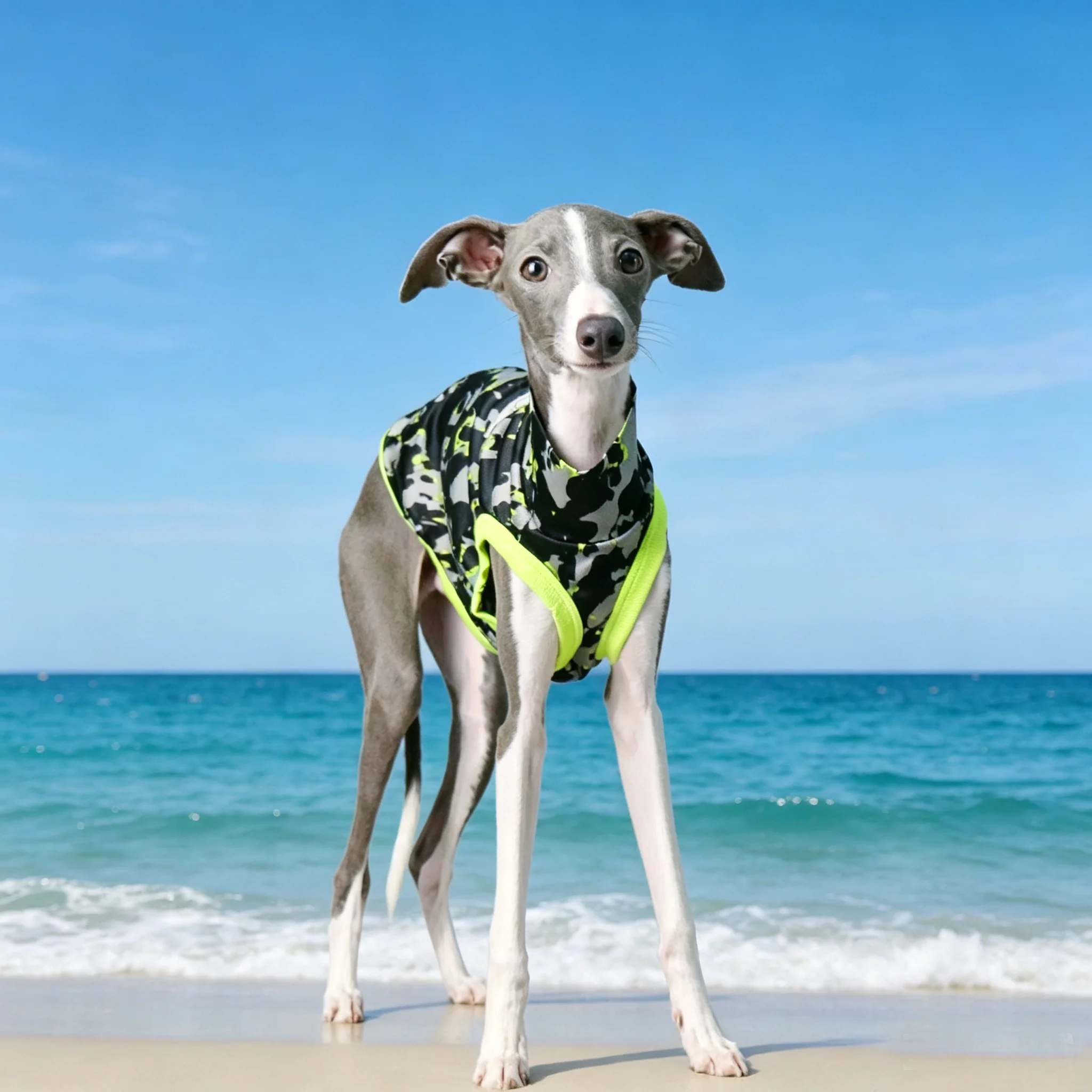 Chaleco de verano para Whippet y Galgo Italiano, secado rápido - imagen 3