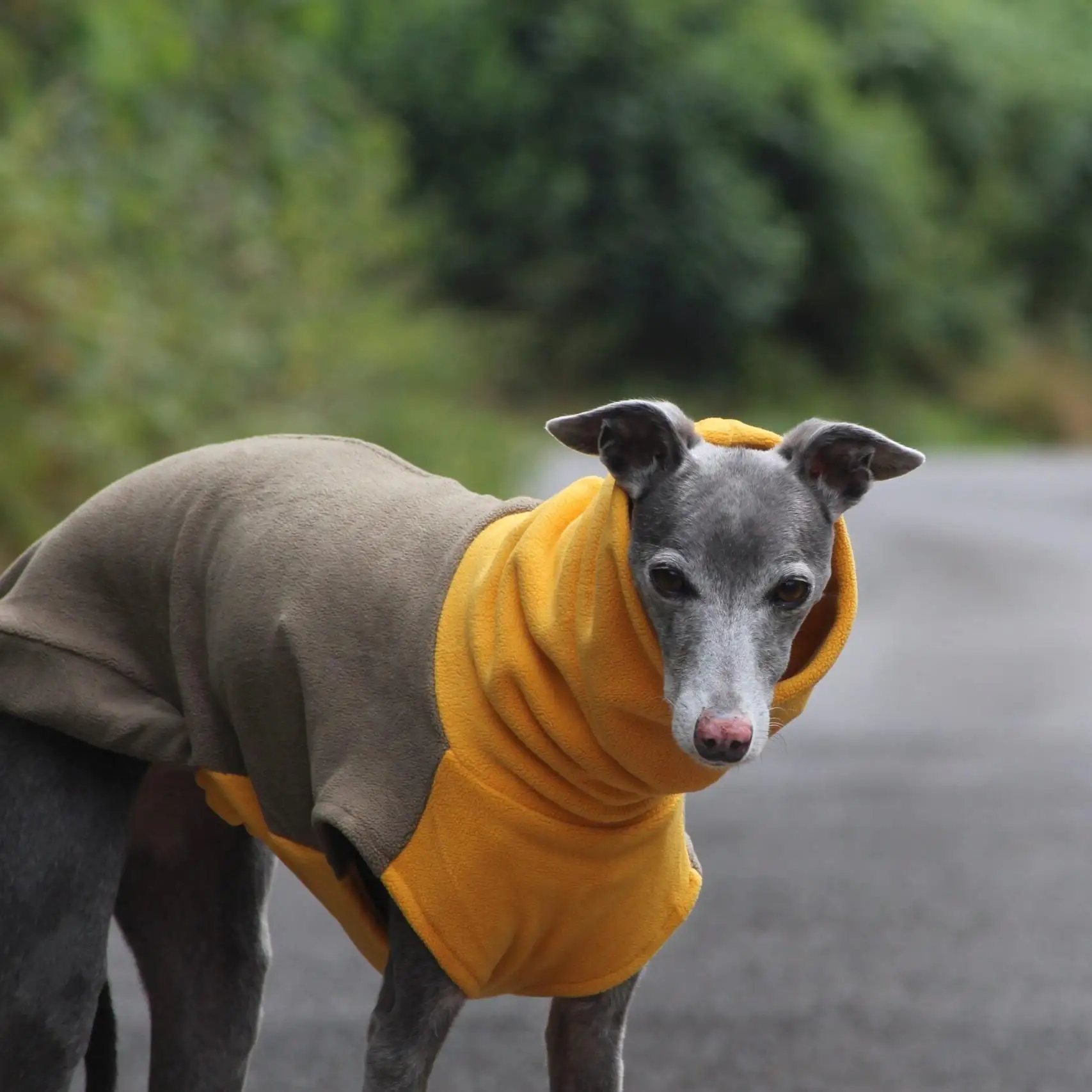 Jersey forro polar cuello alto para perros Galgo y Whippet - imagen 4