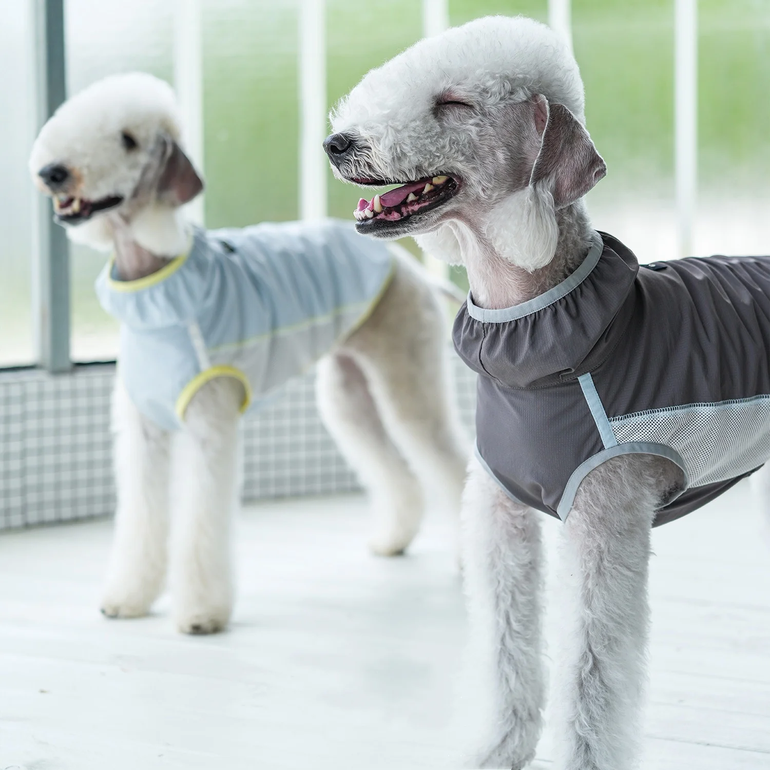 Chaleco protector solar transpirable de verano azul UPF50 + para perros, camiseta enfriadora de malla verde claro para galgo italiano en primavera - imagen 2