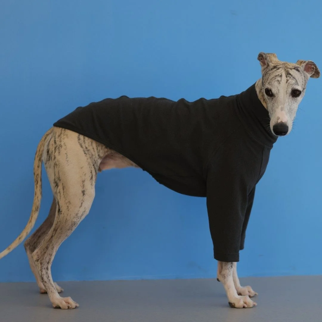 Camiseta suave para Galgo Italiano y Whippet – Invierno y primavera - imagen 3