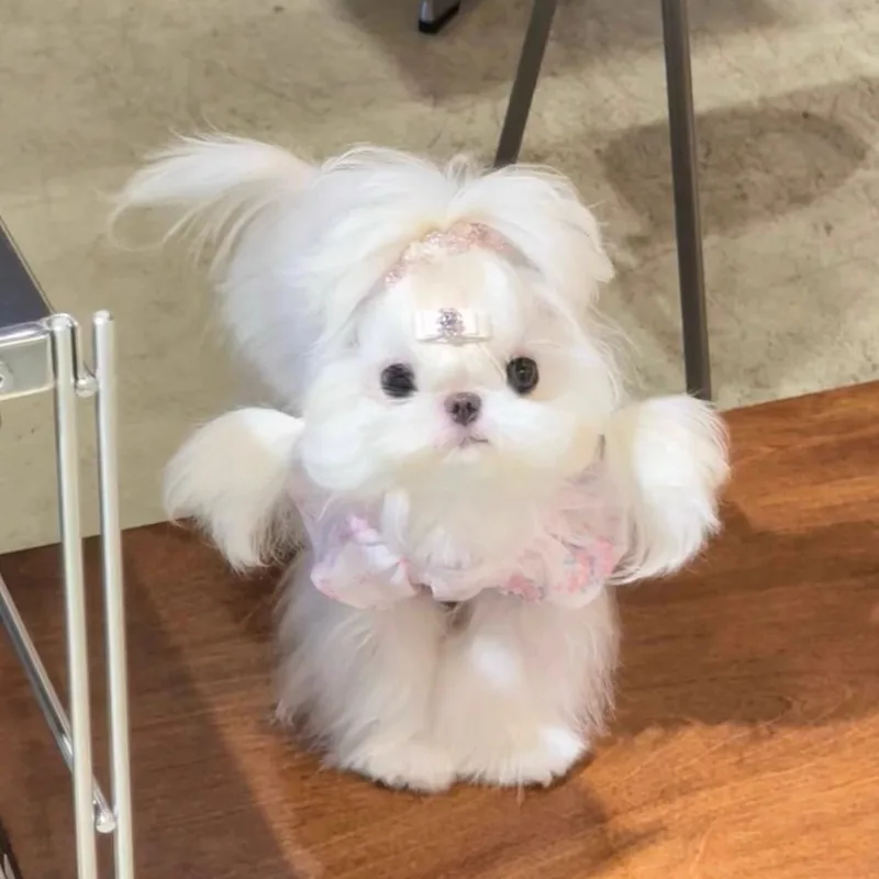 Ropa transpirable con tirantes florales para mascotas, chaleco bonito de verano para perros, camiseta bonita con flores de Yorkshire, ropa lateral de encaje para cachorros - imagen 4