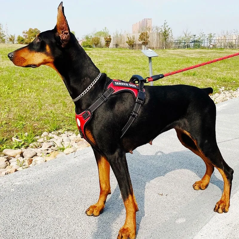 Doberman-arnés para perro, conjunto de correa para caminar, chaleco para mascotas, arneses para perros medianos y grandes, suministros de cadena para mascotas pastor alemán - imagen 4