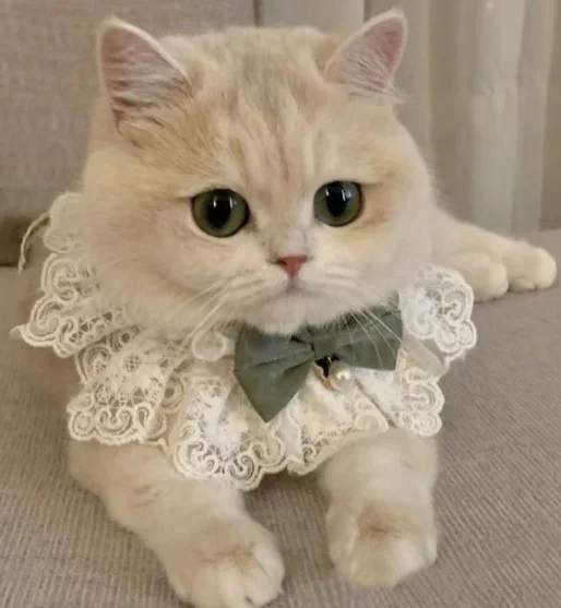 Bufanda con lazo decorativa para perros y gatos pequeños - imagen 5