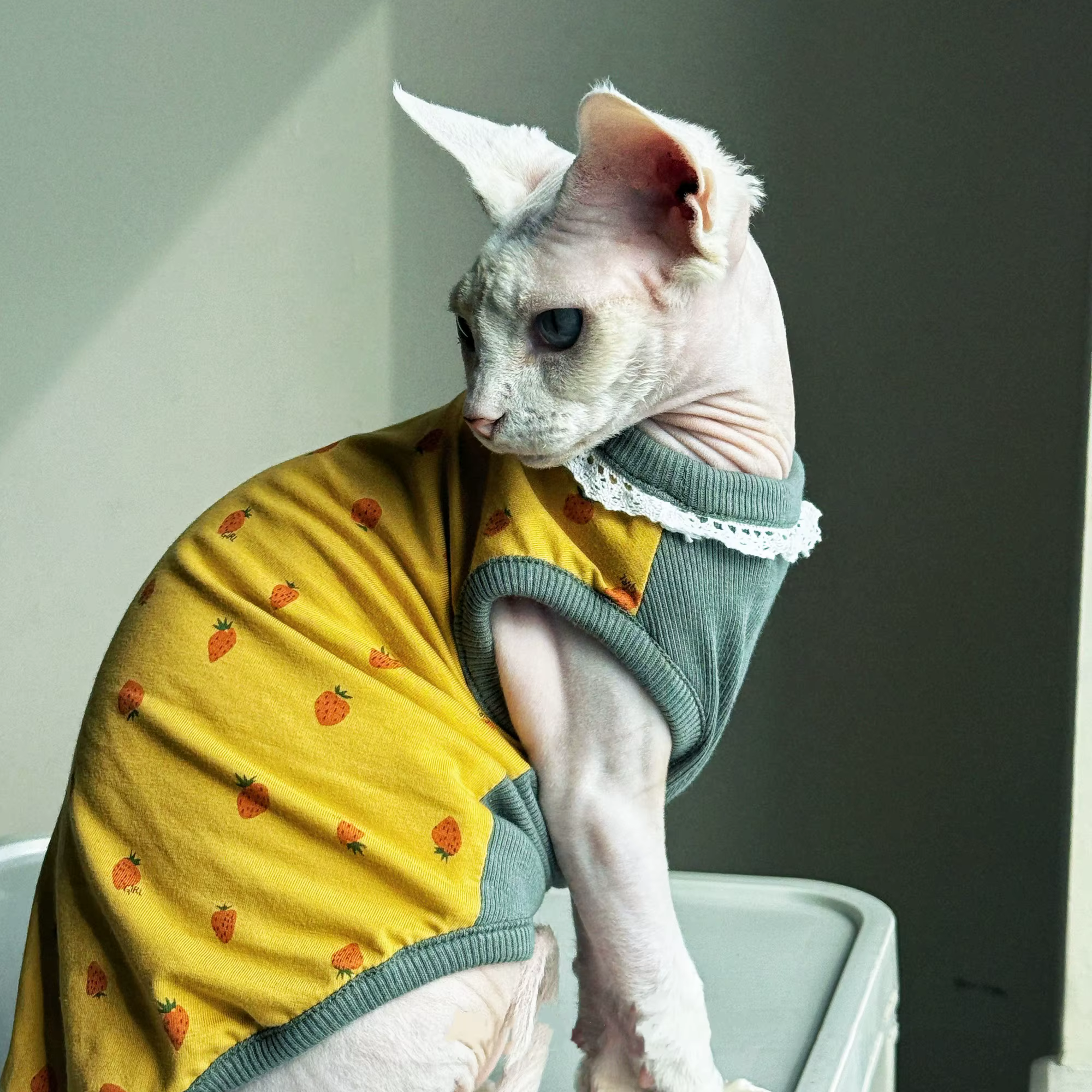 Chaleco primavera de algodón con encaje para gatos Sphynx y Devon Rex - imagen 5
